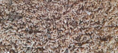 Natural Wheat Grain