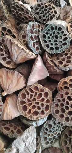 Dried Brown Natural Lotus Pod