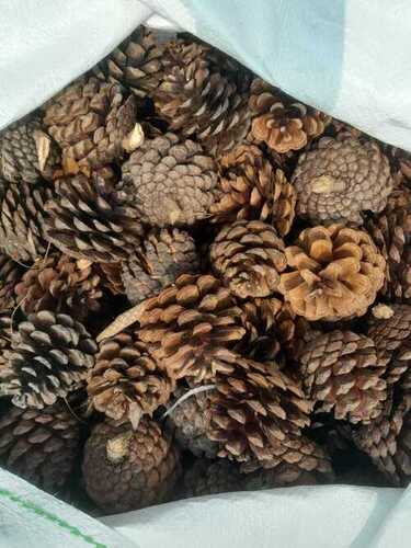 Natural Southern Yellow pine Cone