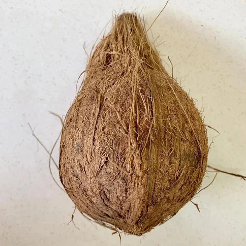 Brown Whole Semi Husked Coconuts