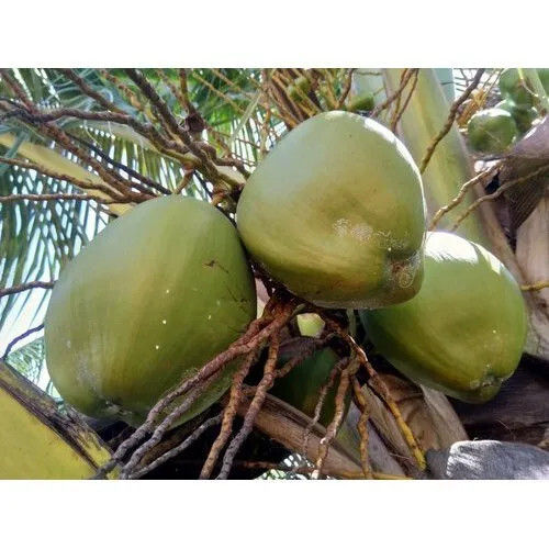 100% Natural Tender Coconut