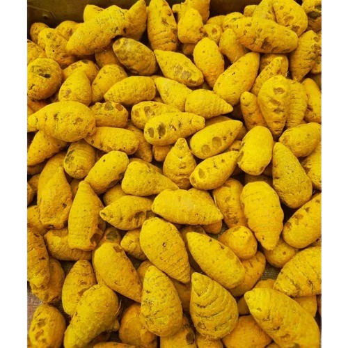 Organic and Dried Turmeric Finger