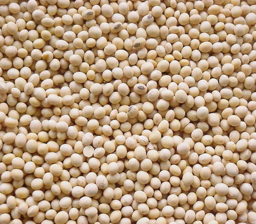 A Grade 100 Percent Purity Preservative Free Hybrid Soyabean Seeds for Plantation