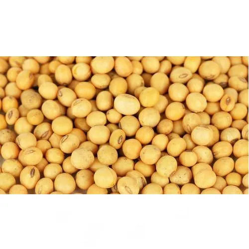 Soybean Seeds - High Purity Grade A, Yellow Color | Preservative-Free, Pesticide-Free, Ideal for Agriculture