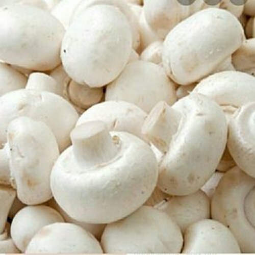 Organic White Button Mushroom