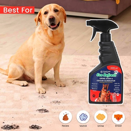 Pet Odor Remover Best Cat Urine Eliminator Cat Urine Best Dog