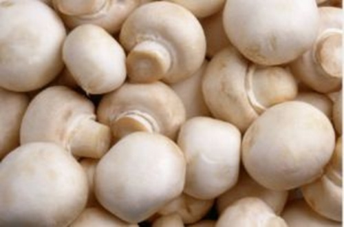 White Canned Button Mushroom - Cultivation Type: Organic