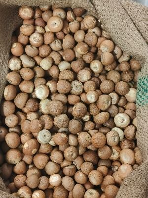 Natural Betel Nuts - Color: Brown