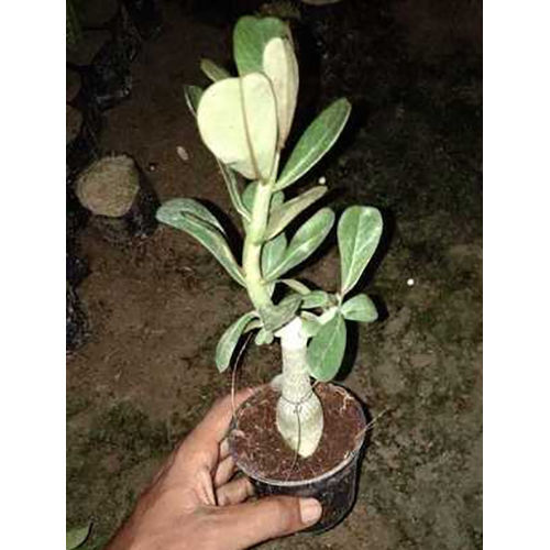 Bright Flower And Thick Caudex Adenium Plant