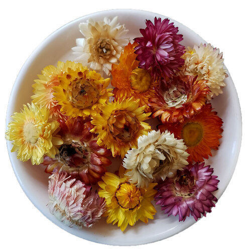 Easy To Grow Chrysanthemum Plants