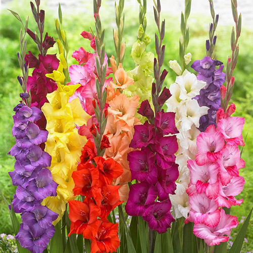 Growth Height Gladiolus Bulb