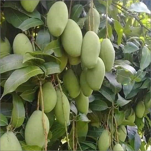 Tropical Origin And Premium Mango Tree