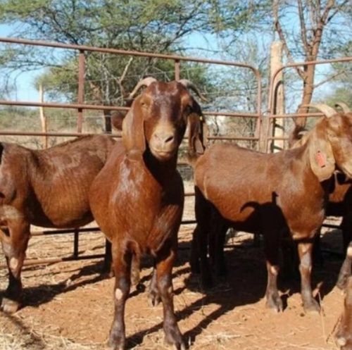 Kalahari Goats Meat