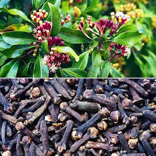 Organic Clove - Premium Quality 1kg Gunny Bag | Natural Brown Color Optimum Flavor Good Grade