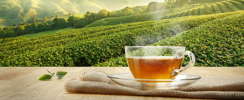 Organic Tea - Caffeine (%): 5 Grams (G)