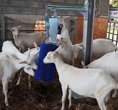 Saanen Goats Meat