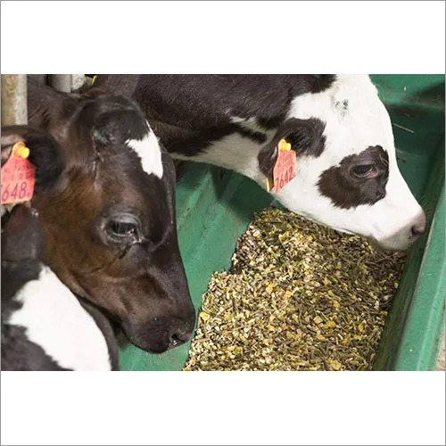 Cattle Feed - Premium Granule Formulation, High Nutrition & Protein-Rich Digestion Enhancer