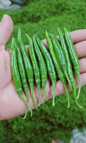 Fresh Green Chillies - Shape: Na