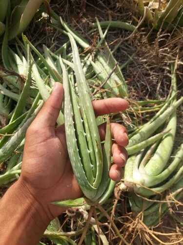 Green Aloe Vera Plant