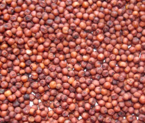 Organic Whole Ragi