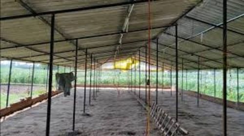 Poultry Farm Shed - Color: Black