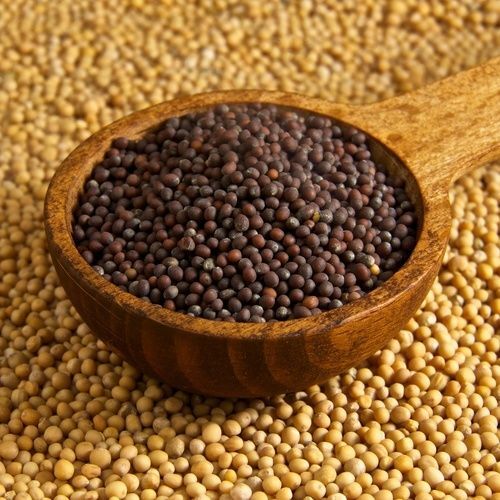 Brassica Mustard Seed - Premium Quality, 100 Percent Purity | Pungent Flavor, Oil-Rich Tiny Seeds, High Nutrients, Antioxidant Properties