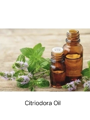 Citriodora Oil - 100% Pure Natural Grade Liquid 50ml | Pain Relief, Memory Boosting, Fragrance Enhancer, Reduces Pigmentation, Suitable for All Ages
