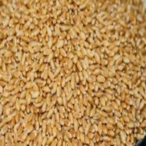 Organic Wheat