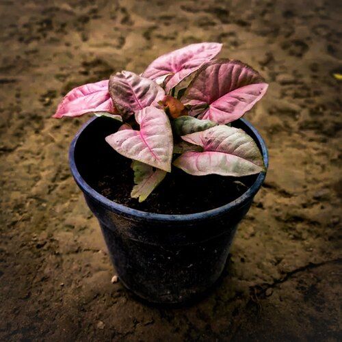 Pink Syngonium Plant - Shelf Life: 1 Years