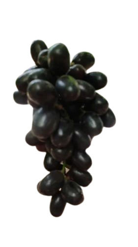 Fresh Black Grapes