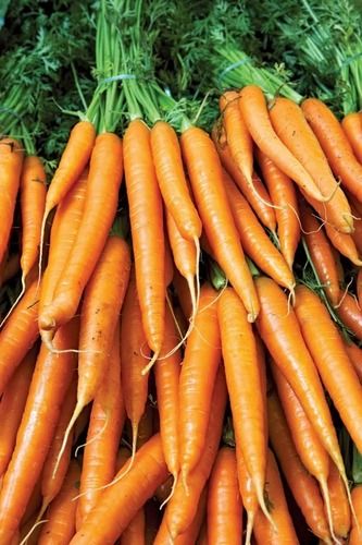 Fresh Carrot - Shelf Life: 3 Months