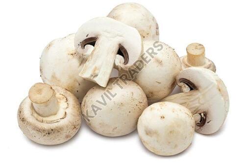 Fresh Oyster Mushroom - Whole Piece | Very Good Quality, 100% Pure, Nutritionally Beneficial, Good for Health, Customized Size, Fresh Style, White Color, 99% Maturity