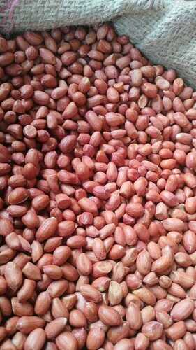 Java Peanuts - Cultivation Type: Common