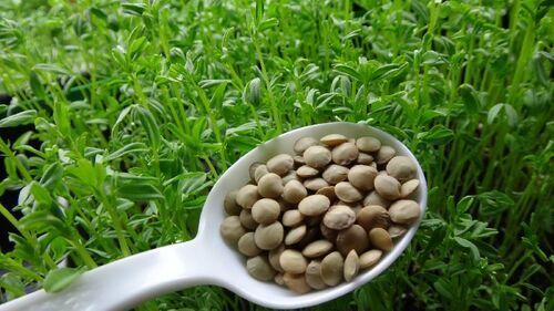 Lentil Seeds