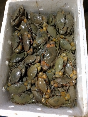 Mud Crab - Brownish Green Protein, Body Pieces | Good For Health, High Protein for Nutritional Benefits