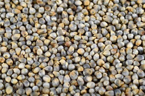 Pearl Millet - Cultivation Type: Common