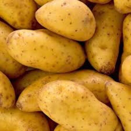 Fresh Potatoes