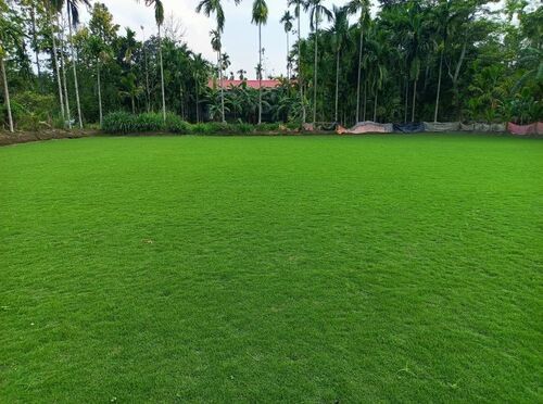 Natural Grass - Superior Quality Standard Size Green Grass | Eco-Friendly, Insect Resistant, Well-Drained Soil, Full Sun Exposure