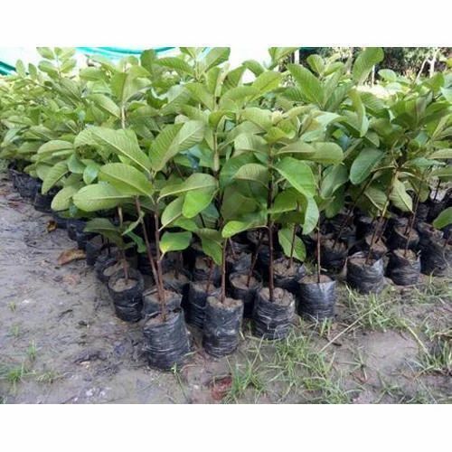 Organic Guava Plant