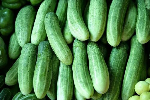 Fresh Cucumber - 100% Pure, Very Good Quality, Elongated Shape | Moisture: 5%, Seasoned Style, 1 Week Shelf Life