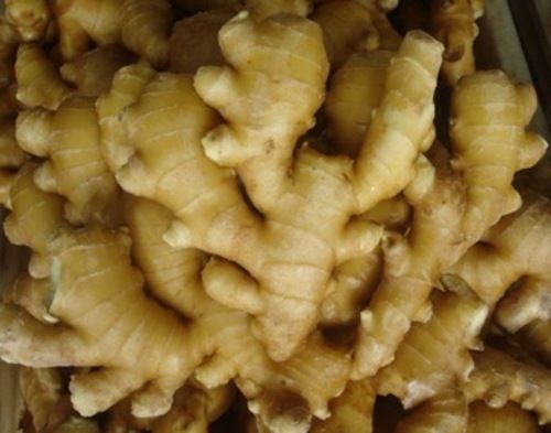 Fresh Ginger - 100% Pure, Very Good Quality | Preserved Style, Irregular Shape, Cool & Dry Shelf Life, Raw Processing, Health Benefits