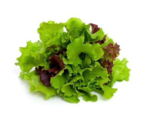 Fresh Lettuce