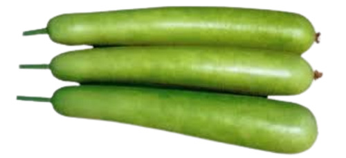 Bottle Gourd - Fresh & Very Good Quality, Chopped Elongate Shape | 100% Pure, Cooked Style, Good for Health, Shelf Life 7 Days, Store in Cool & Dry Places