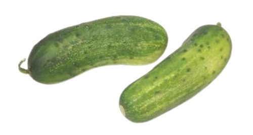 Fresh Cucumber - 100% Pure, Very Good Quality, Good for Health | Elongate Shape, Chopped Style, 7 Days Shelf Life, Store in Cool & Dry Places