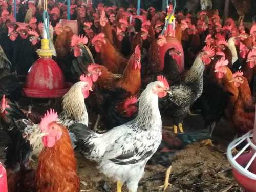 Country Chicken - Breed: All