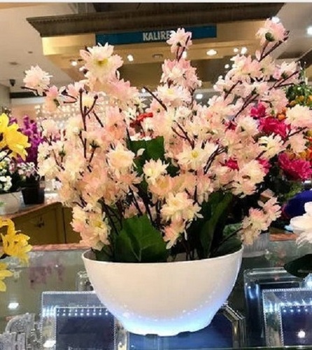 Indoor Plastic Planter