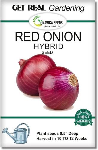 onion seed