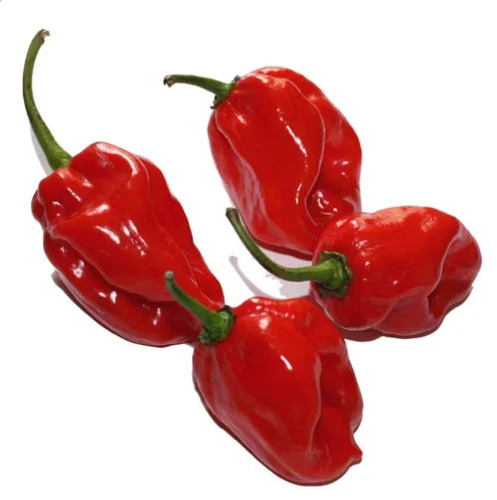 Red Habanero Chilli