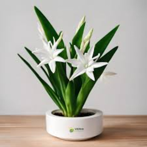 Tuber Rose Flower - White Lily Plant Fragrant Blooms with Long-Lasting Elegant Appearance Night-Blooming Tall Stems Decorative Symbol of Purity