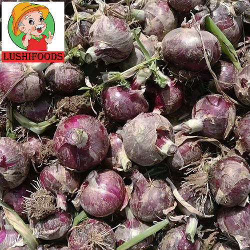 Fresh Onion - Round, Raw, Seasoned | Strong Aromatic Flavor, Rich in Vitamins and Minerals, Versatile for Salads, Soups, and Cooking, Natural Antibacterial and Anti-Inflammatory Properties, High in Antioxidants, Supports Immune System Health, Available in Red, Yellow, and White Varieties